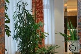фото интерьера с комнатными растениями